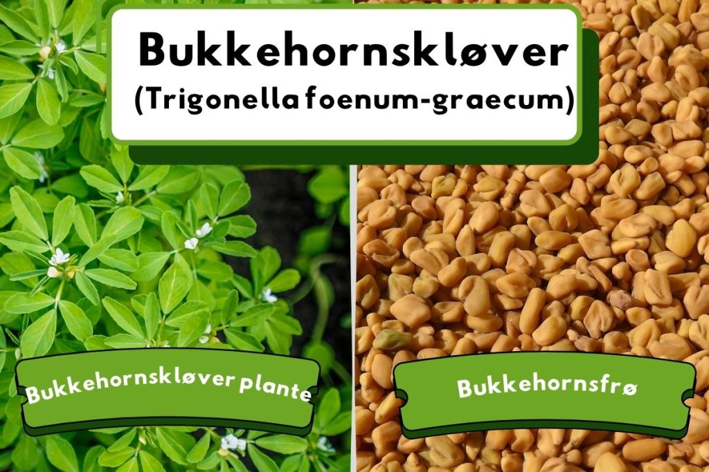 Bukkehornskløverplante og frø, med grønne blade og gyldne frø, illustreret med tekst.