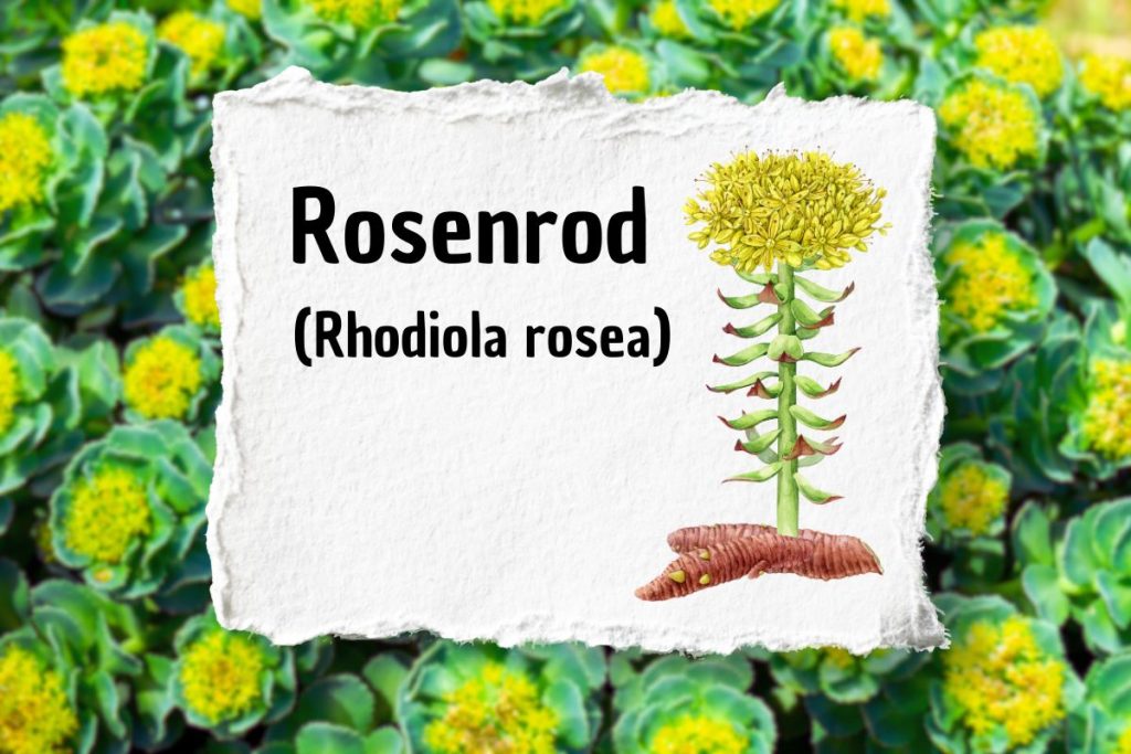 Illustration af rosenrod (Rhodiola rosea) med grønne blade og gule blomster, samt tekst om planten.