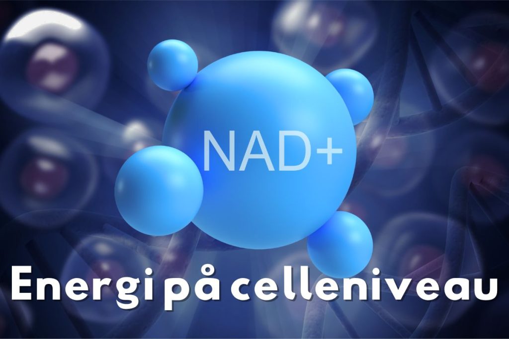 Illustration af NAD+ molekylet med teksten "Energi på celleniveau".