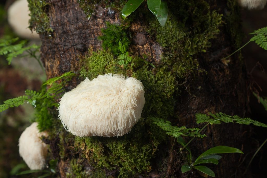 Billede af Lion’s Mane-svamp i naturen, med tekstoverlay “Lion’s Mane - Pindsvinepigsvamp”.