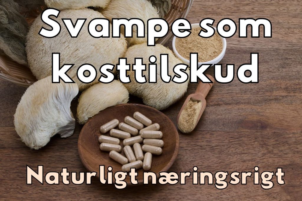 Baggrundsbillede med lion’s mane, kapsler og svampepulver, med tekst: “Svampe som kosttilskud – naturligt næringsrigt”.