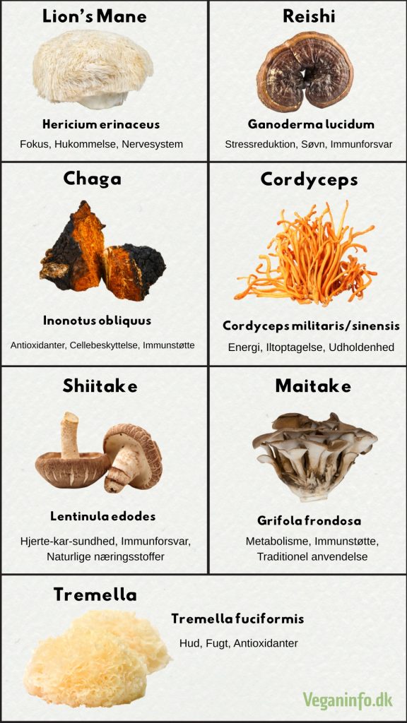 Illustration af 7 populære medicinske svampe og deres virkninger – bl.a. Lion’s Mane, Reishi, Chaga og Cordyceps.