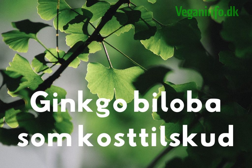 Ginkgo-blade i sollys med teksten "Ginkgo biloba som kosttilskud"